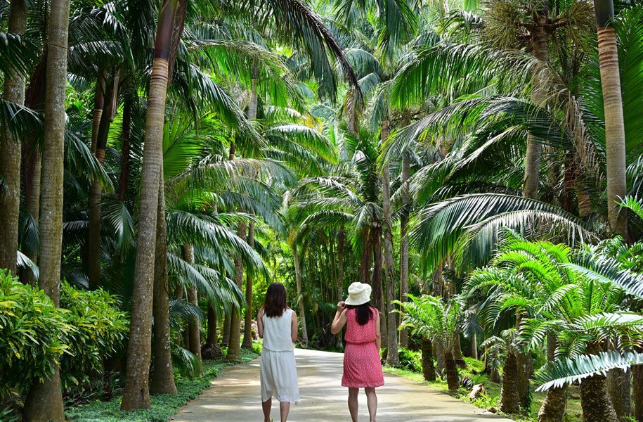 ヤエヤマヤシ群落イメージ
