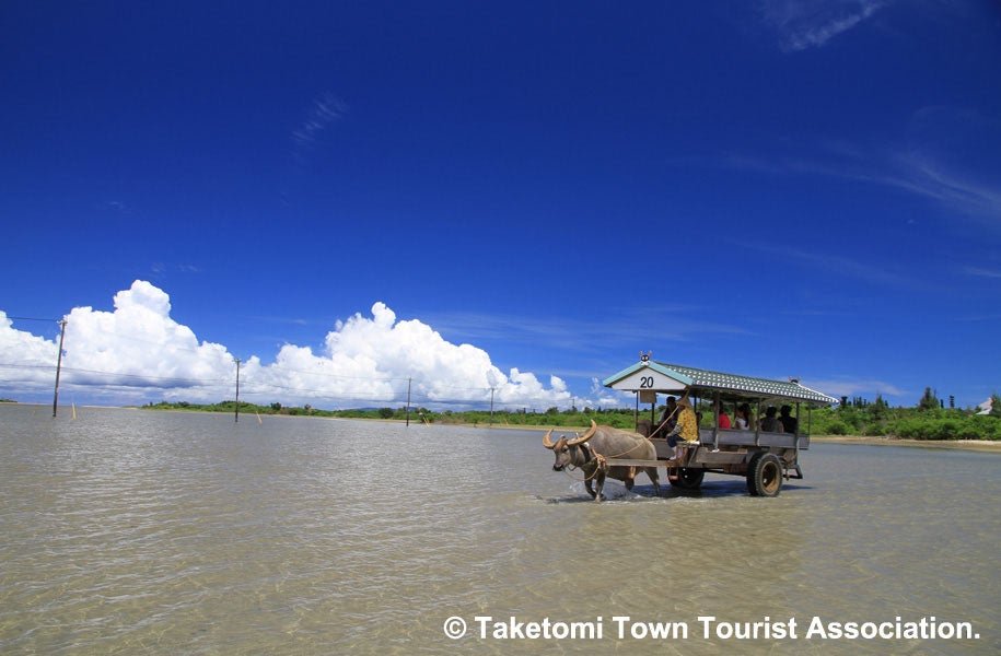 西表島?由布島の間をわたる水牛車イメージ