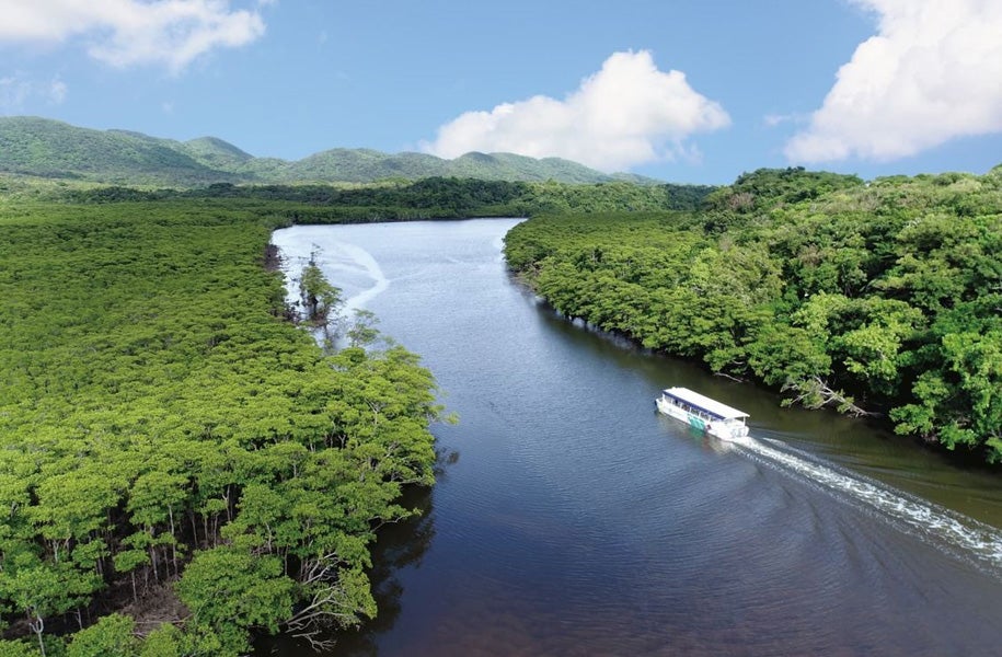 仲間川マングローブクルーズ（約65分）