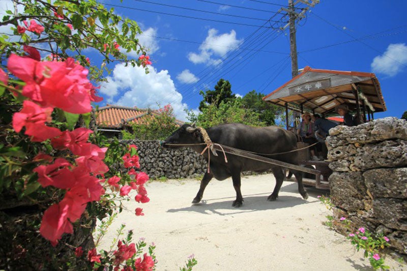 竹富島の集落をまわる水牛車イメージ