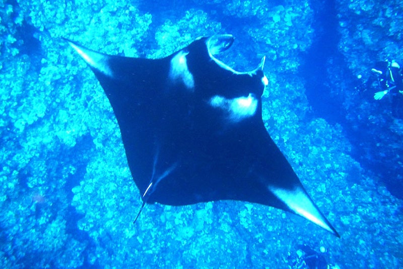 マンタスノーケリングイメージ