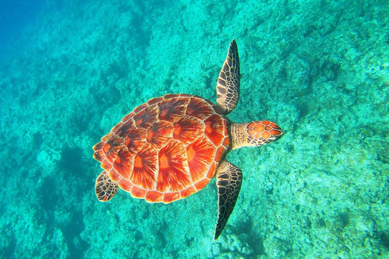 ウミガメイメージ