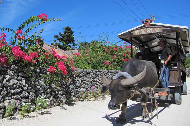 水牛車イメージ（竹富島）