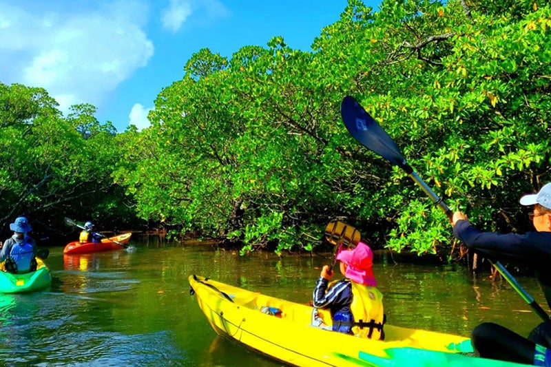 マングローブカヤックイメージ