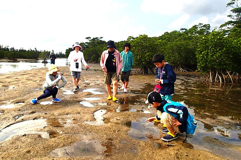 マングローブ探検、干潟イメージ
