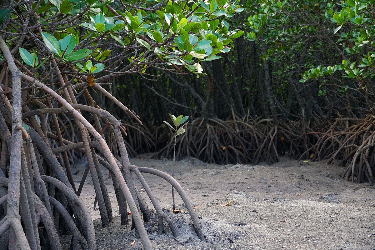 マングローブ根元イメージ