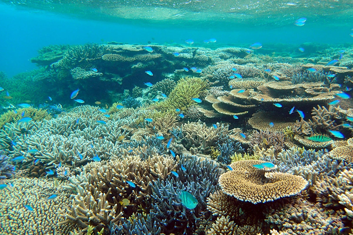 サンゴ＆カラフルな魚たち