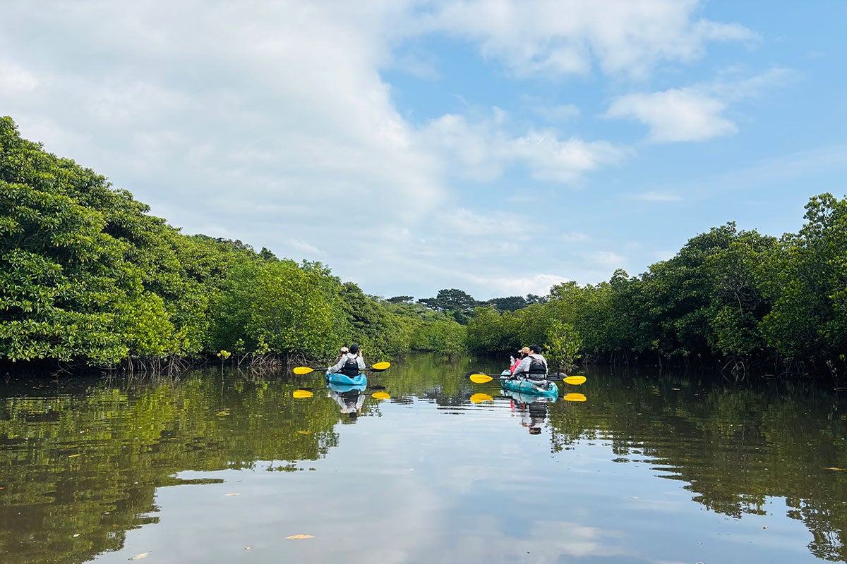 仲間川マングローブカヌーイメージ