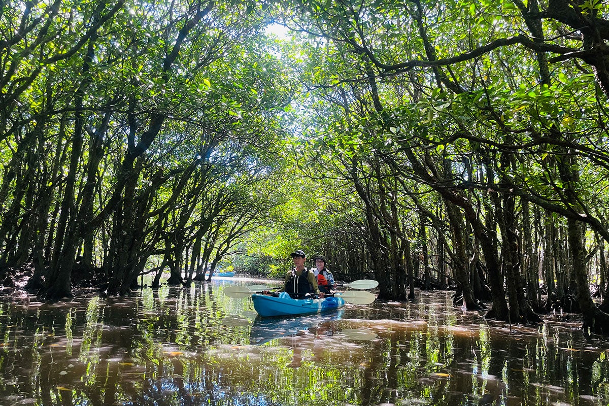 仲間川マングローブカヌーイメージ