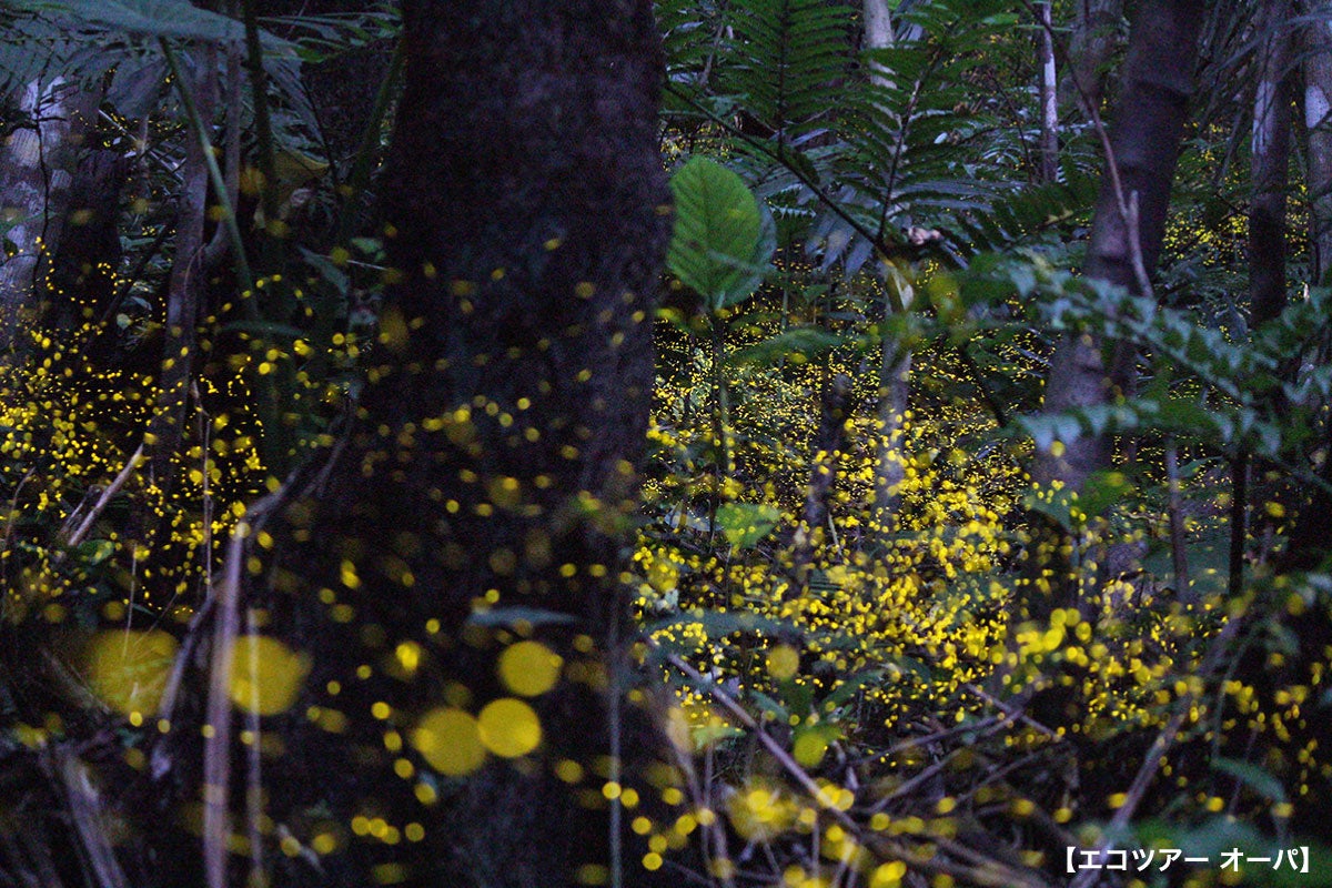 ホタル観察イメージ