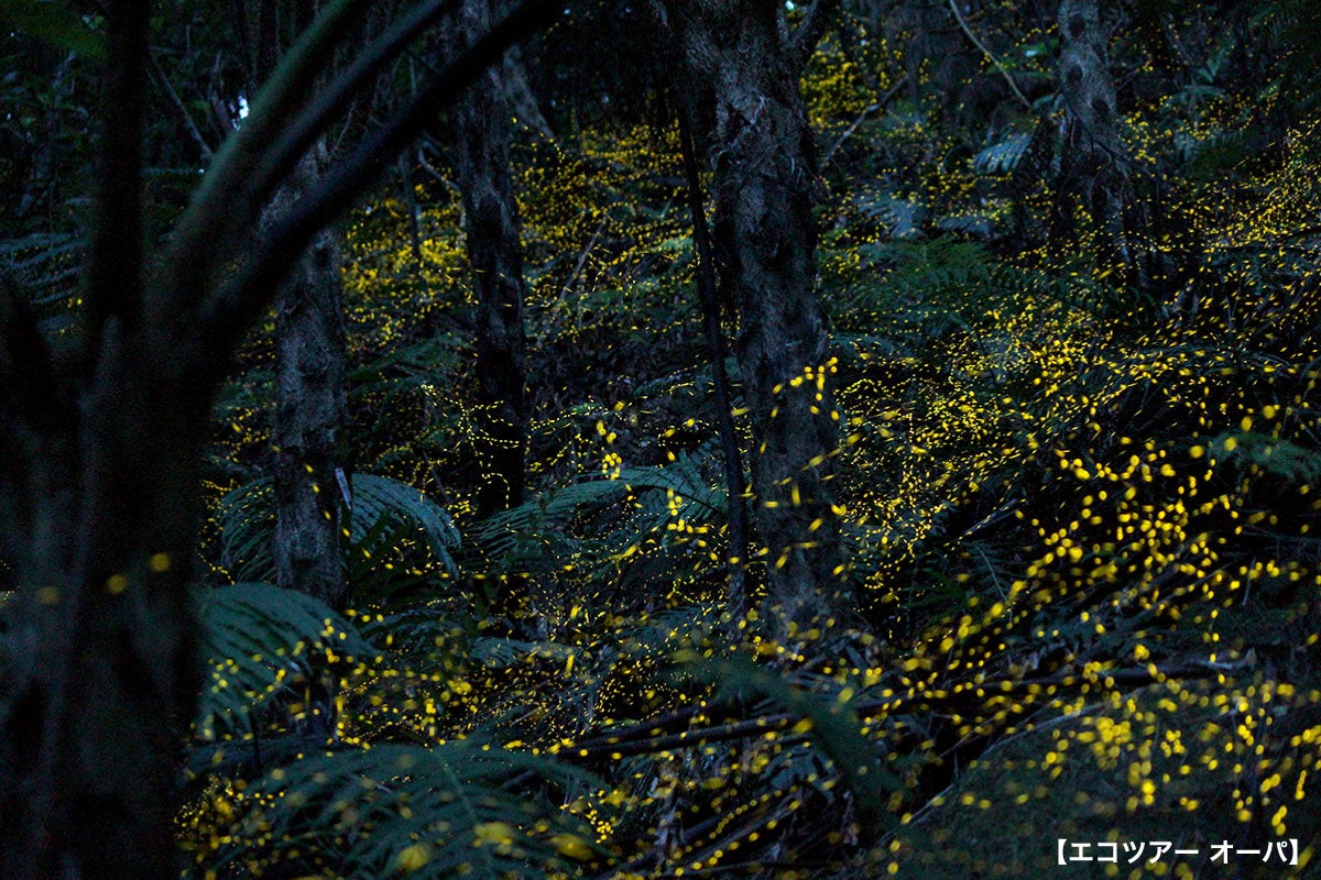 ホタル観察イメージ