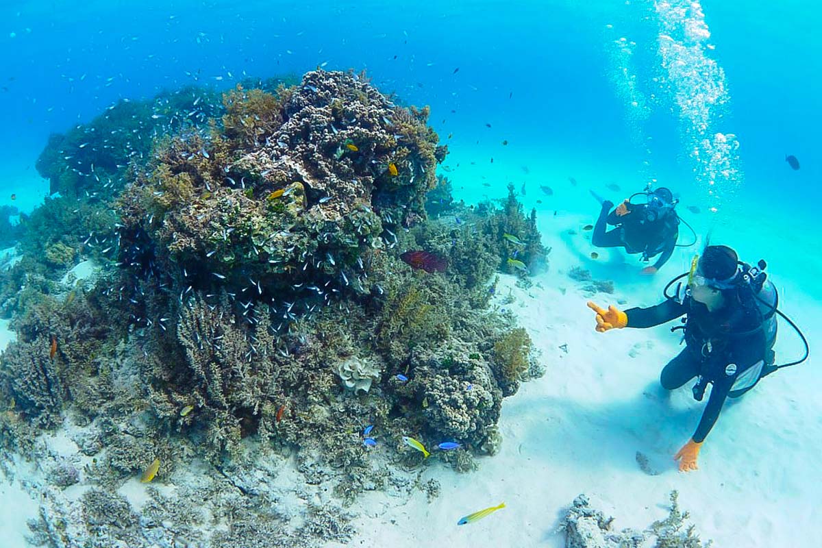 体験ダイビングイメージ