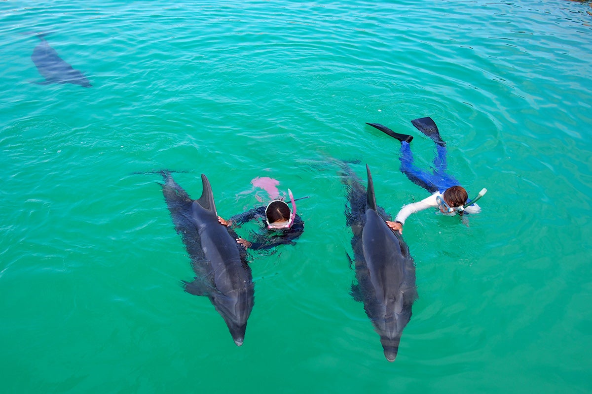 イルカと泳ぐイメージ