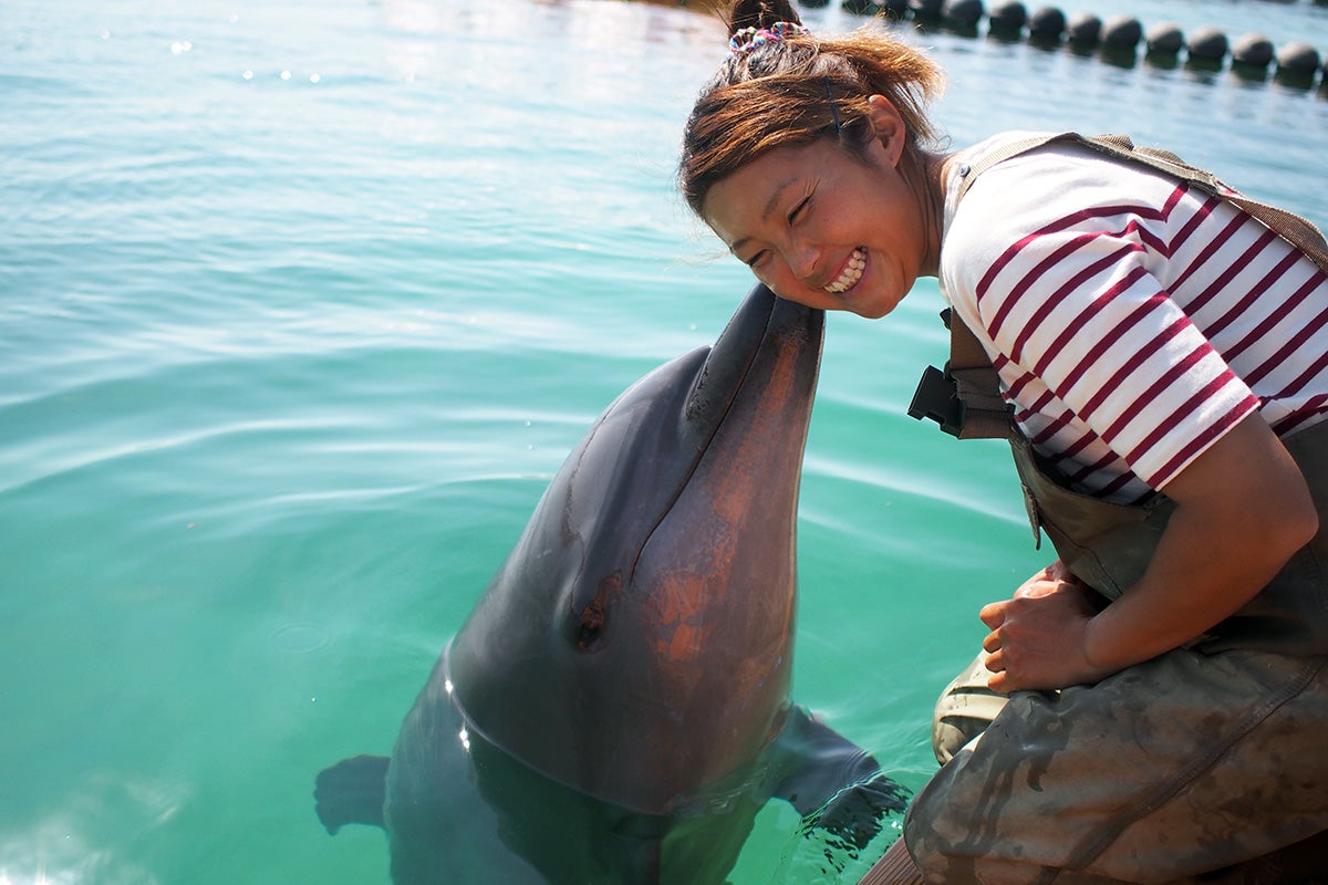 イルカのキスイメージ