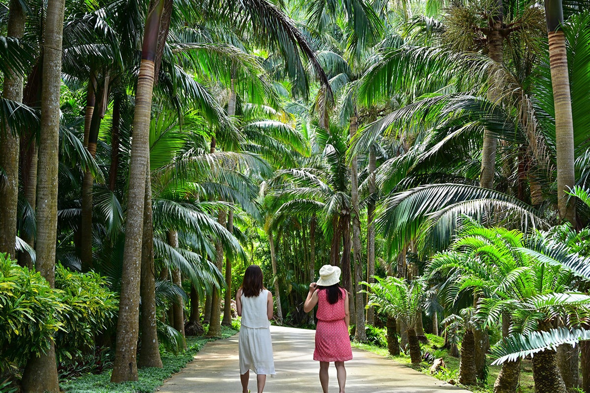 米原ヤエヤマヤシ群落