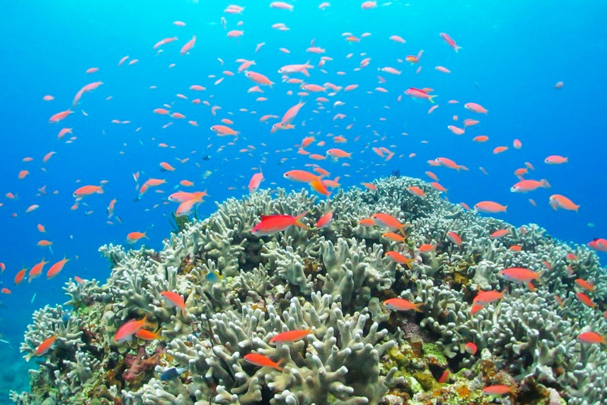 ダイビングイメージ