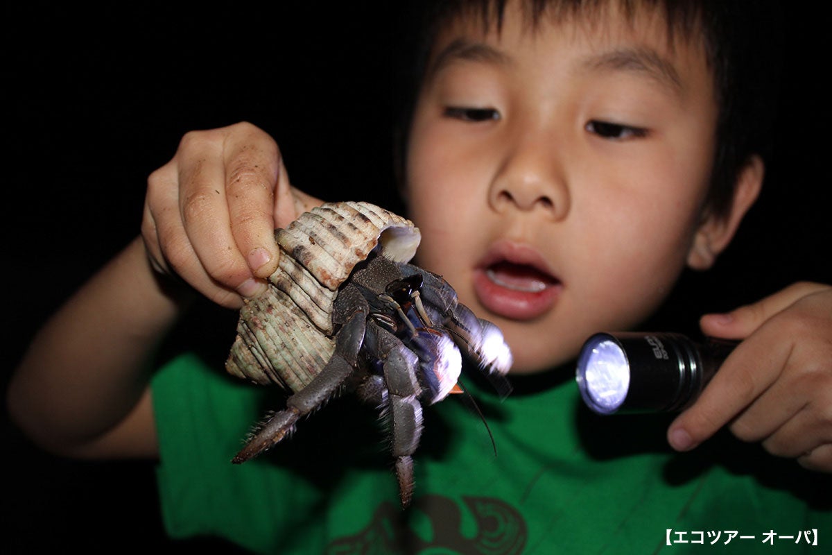 ナイトサファリイメージ