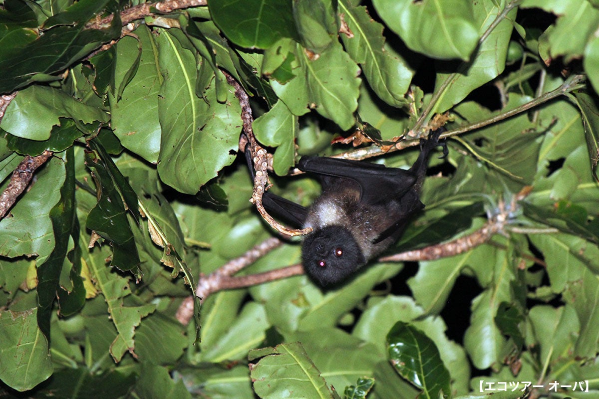 ナイトサファリイメージ