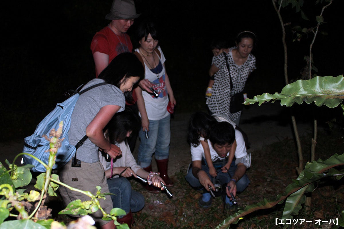 ナイトサファリイメージ