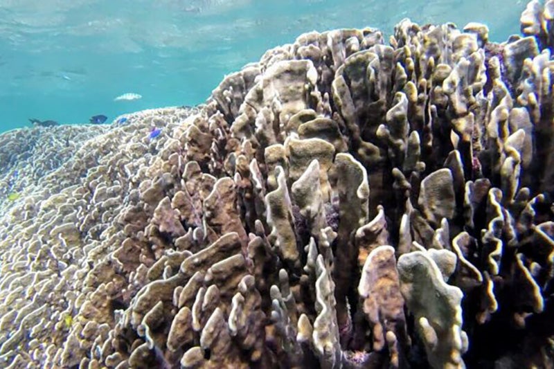 アオサンゴイメージ