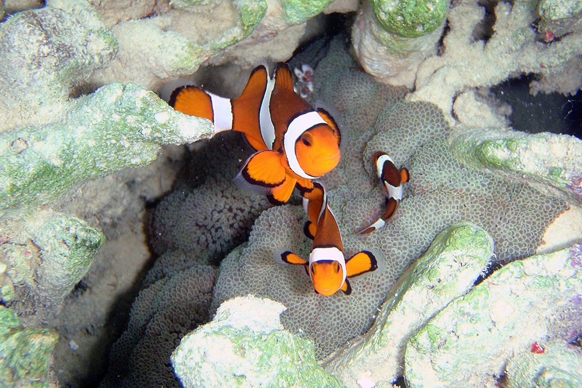 カクレクマノミイメージ