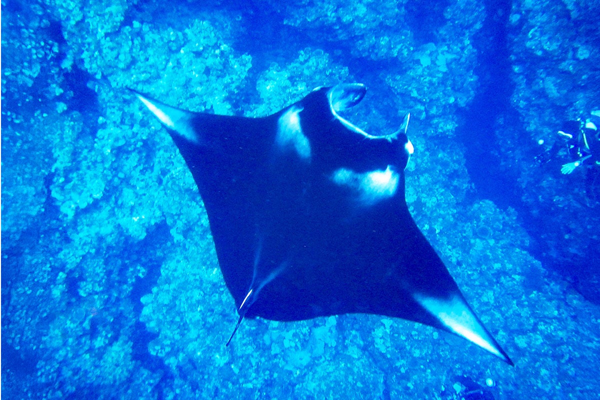 マンタスノーケリングイメージ