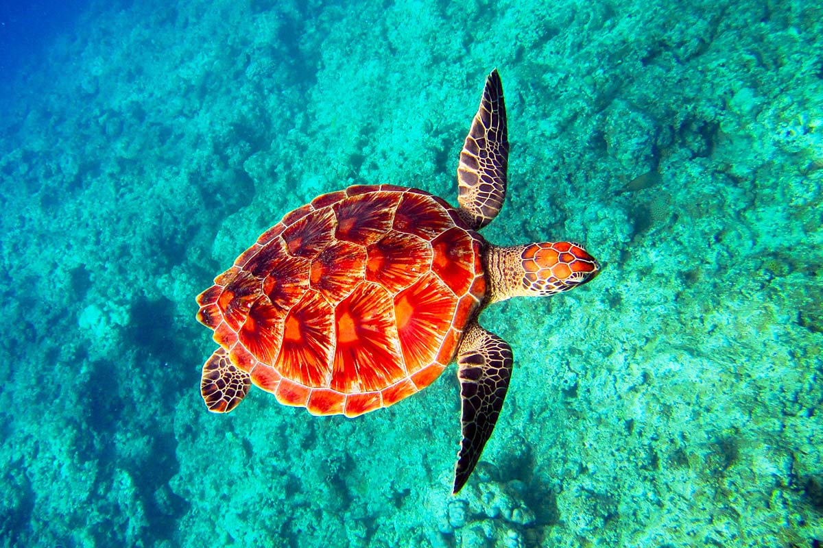 ウミガメイメージ