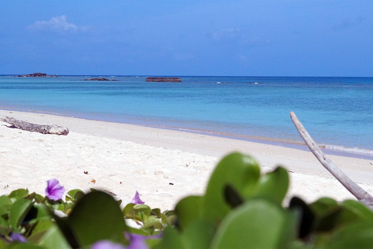 波照間ニシバマイメージ